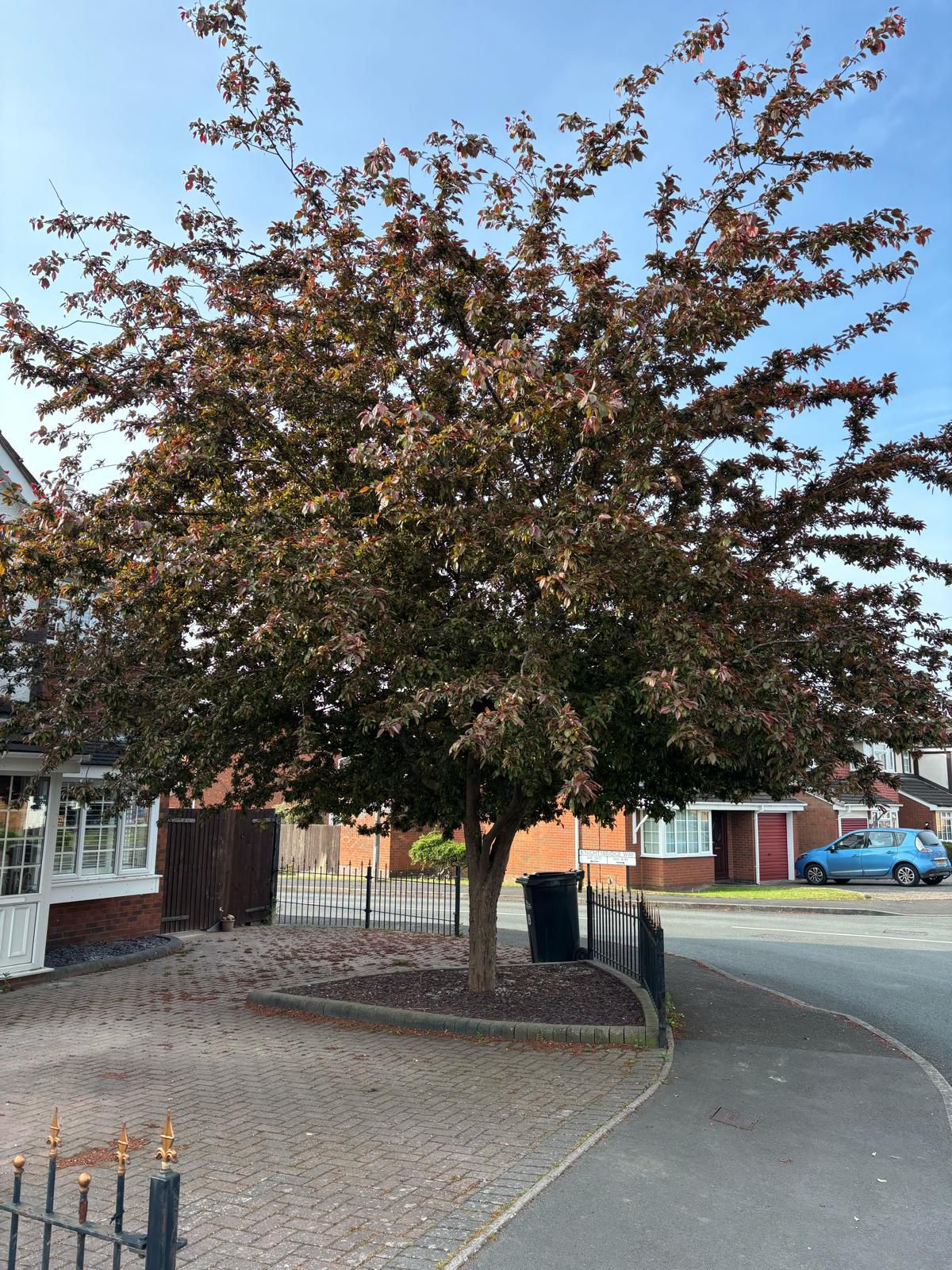 Mature ornamental tree on a Derby suburban street, full canopy, blue sky