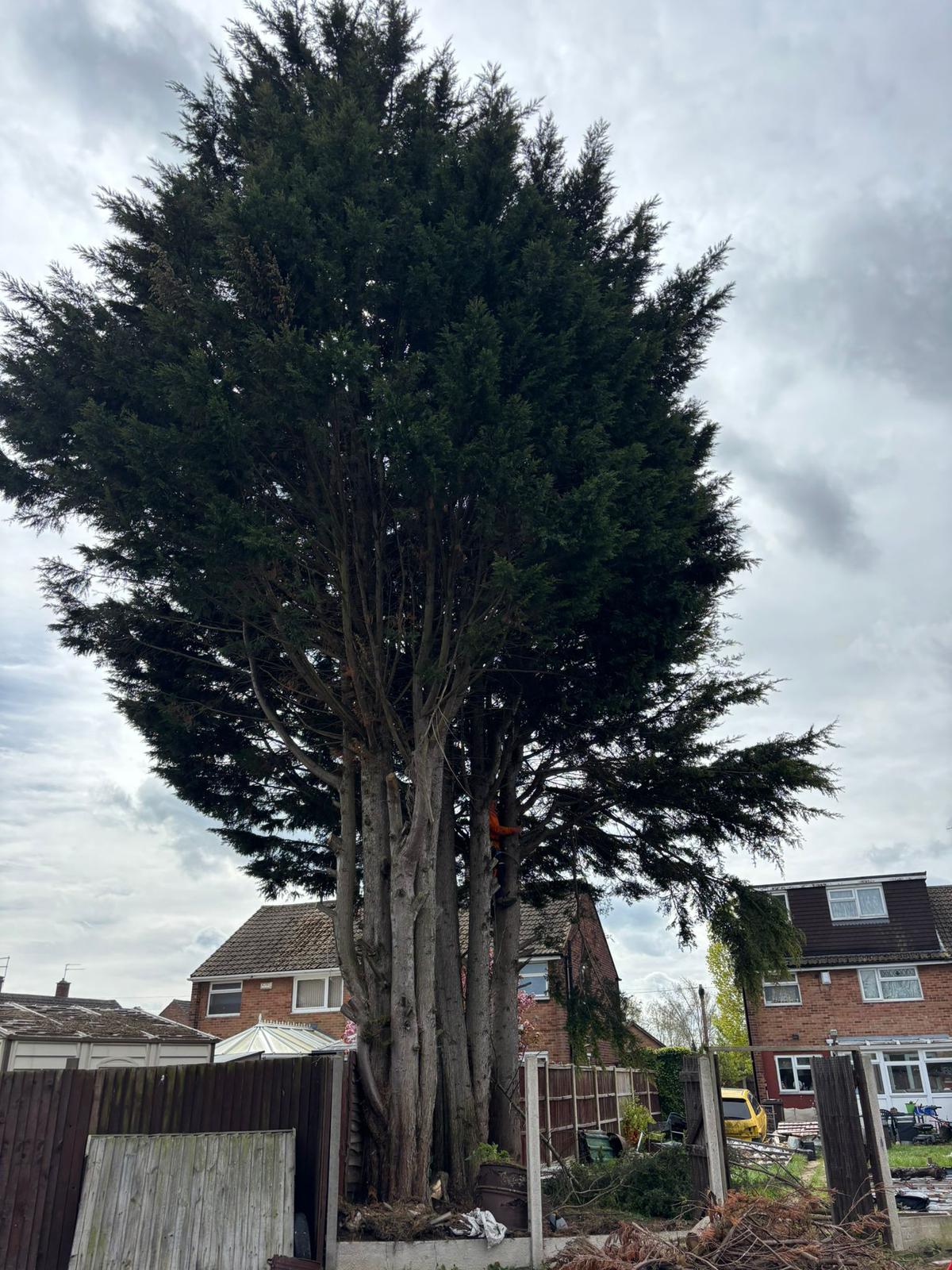 Mature conifer reduction
