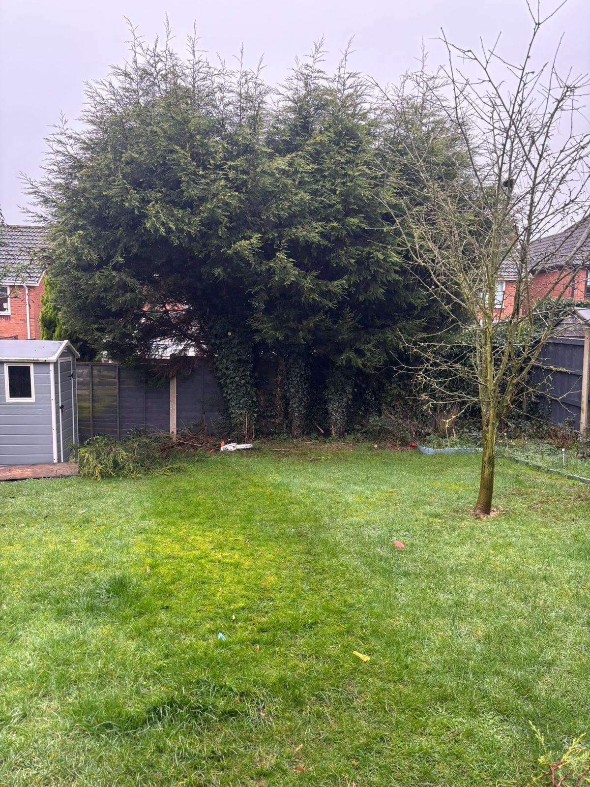Garden cleared after tree removal