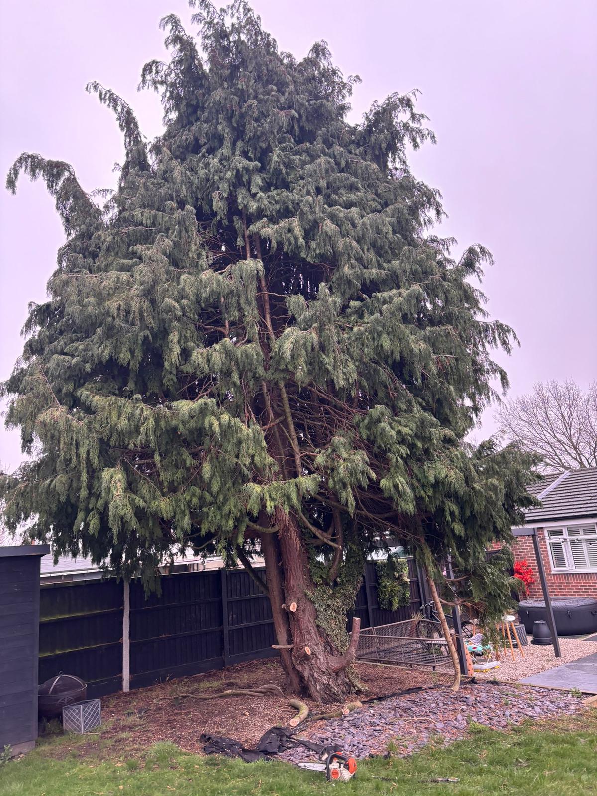 Tall pine assessment