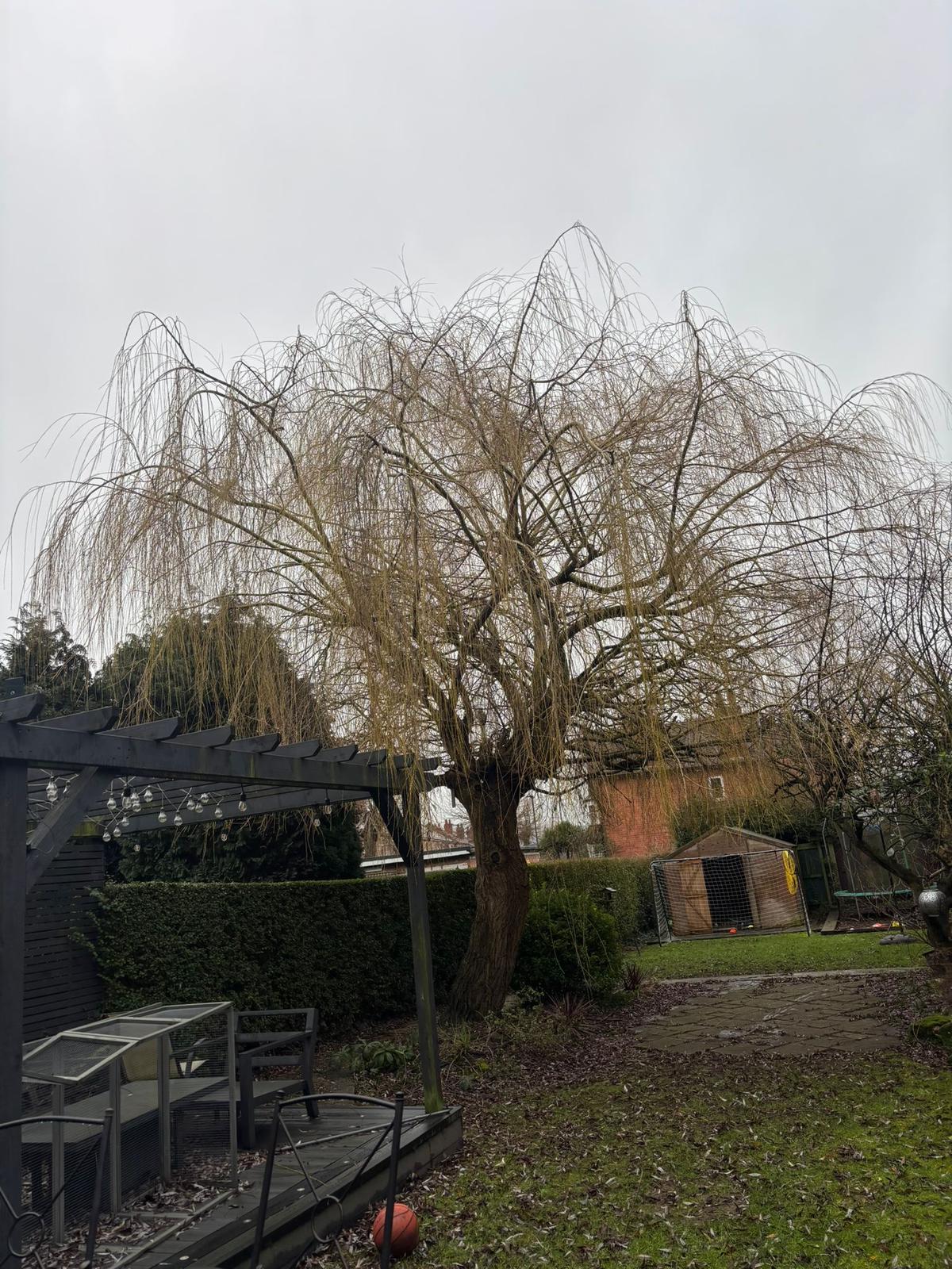 Willow tree restoration