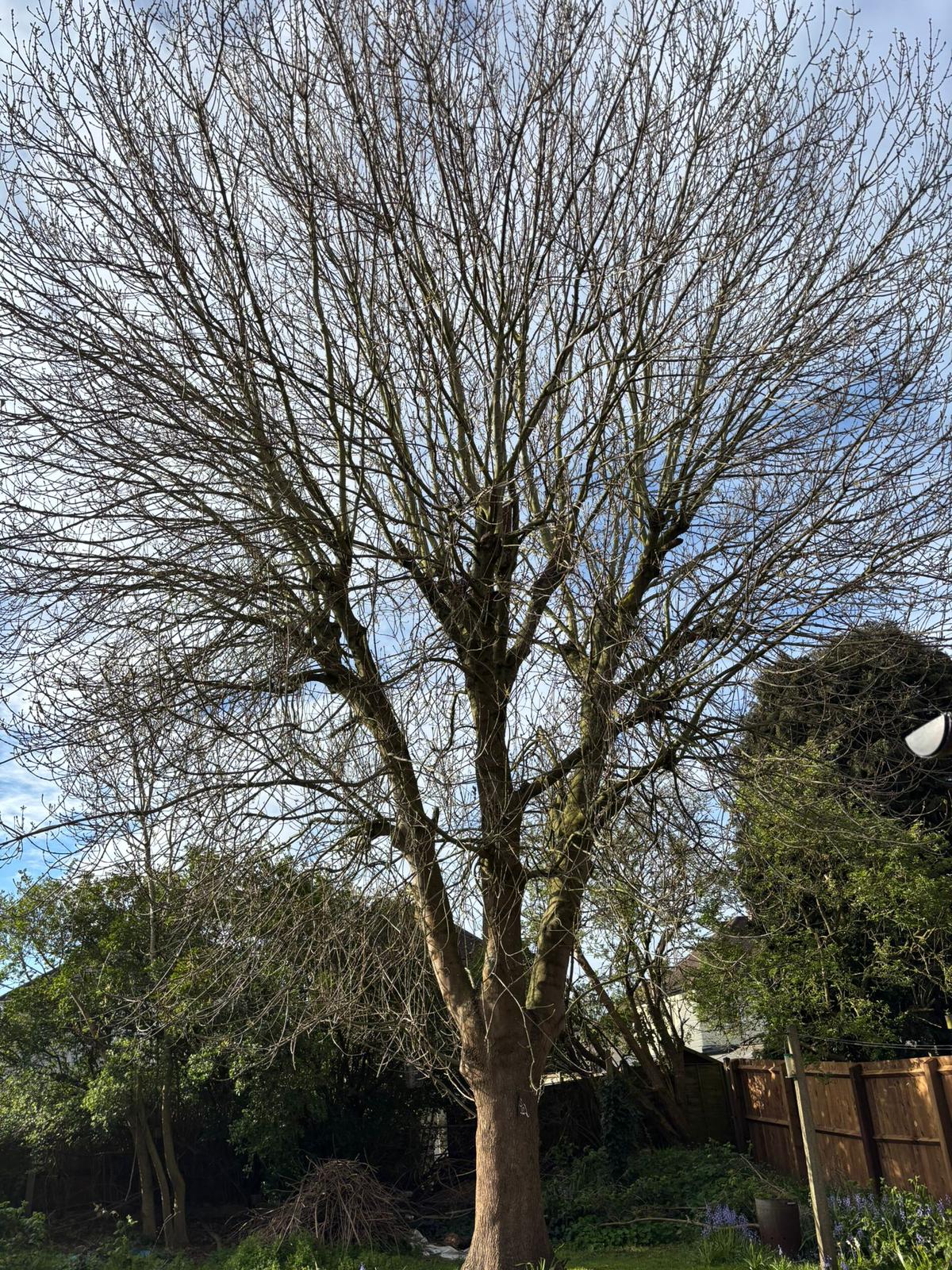 Bare ash tree assessment