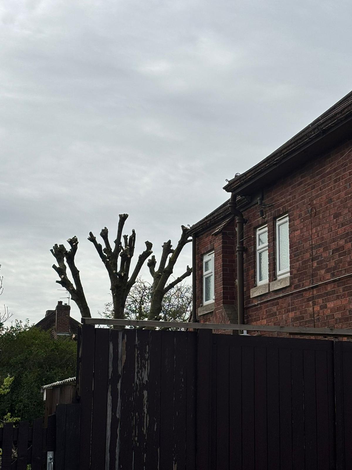 Pollarded tree above fence line
