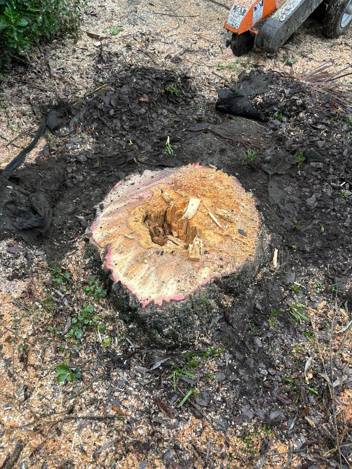 Freshly cut stump close up